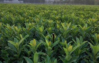 長沙适合種植什麽樹