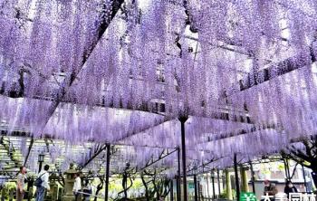 日本600歲巨型紫藤花、8萬朵百合、80萬朵郁金香全被剪秃