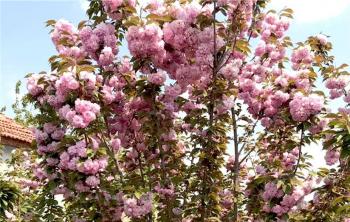 山櫻花