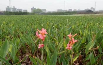 矮化美人(rén)蕉種根什麽價格