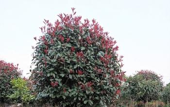 高杆紅葉石楠什麽價格