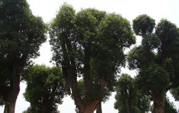 香樟樹苗什麽價格