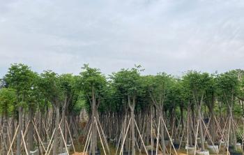 栾樹修剪的(de)3個(gè)小建議