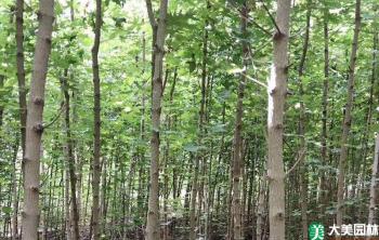 五角楓适合哪裏種植？五角楓種植技術與管理方法