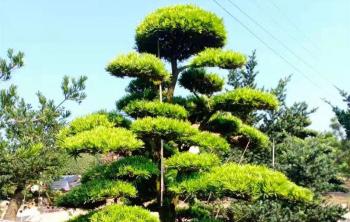 羅漢松樹苗的(de)種植方法