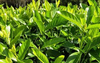 長沙的(de)花卉種植産地(dì / de)基地(dì / de)在(zài)哪