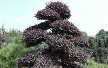 浏陽園林苗木種植基地(dì / de)在(zài)哪裏啊