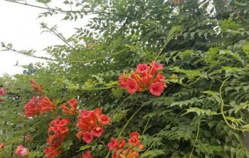 淩霄花6公分的(de)價格是(shì)多少
