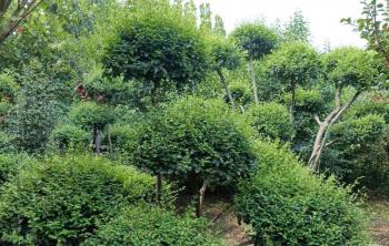 冬季給苗木剪枝還能有這(zhè)麽多好處