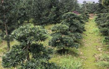 春季苗圃管理不(bù)能停，這(zhè)些管理都需做到(dào)位