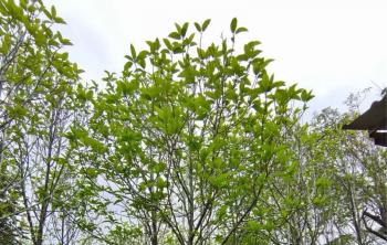 花卉苗木防病蟲害正當時(shí)