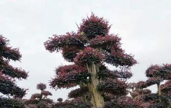 浏陽花木苗木批發市場