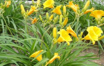 大(dà)花萱草