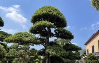 綠化苗木選購的(de)九大(dà)注意事項