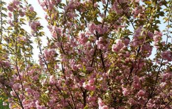 櫻花樹幾年可以(yǐ)開花