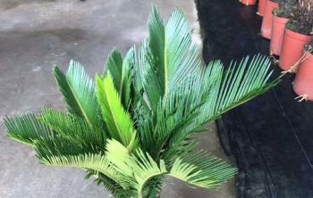 适合湖南生長的(de)花木有哪些？