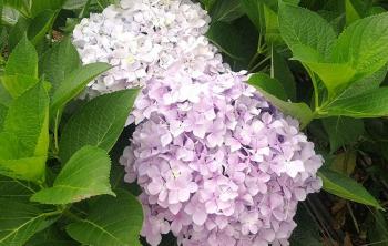 繡球花是(shì)四季開花嗎？