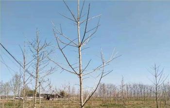 銀杏樹長的(de)快嗎？