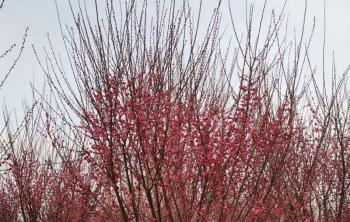 美人(rén)梅夏季能栽植嗎？
