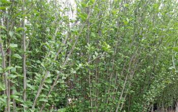長沙有木槿花的(de)地(dì / de)方