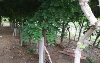 紫藤如何爬牆？