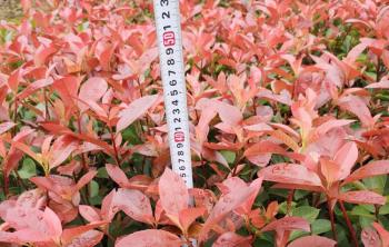 最新紅葉石楠球價格哪裏查詢