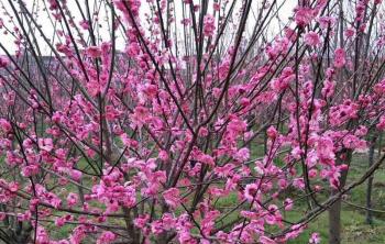 2017年2月紅梅價格-華南紅梅集中産區報表