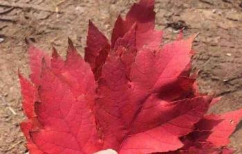 美國(guó)紅楓和(hé / huò)日本紅楓有什麽區别