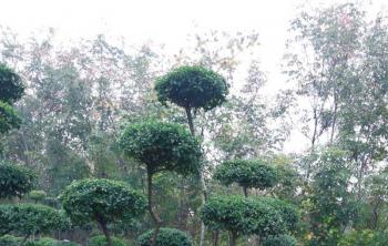小葉女貞樹适合在(zài)東北種植嗎