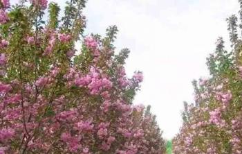 晚櫻地(dì / de)徑6公分多少錢