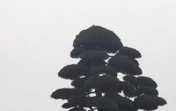 湖南綠化苗木批發去哪裏