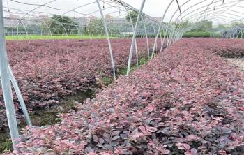 湖南綠化苗木批發：尋找最佳批發地(dì / de)點，打造綠色生活
