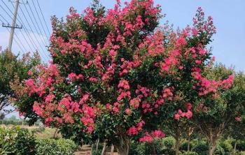 紫薇樹什麽時(shí)候開花：探索這(zhè)一(yī / yì ／yí)美麗樹種的(de)花期