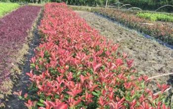 紅葉石楠種植密度是(shì)多少？