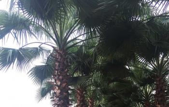 棕榈多少錢一(yī / yì ／yí)棵?