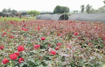 月季花苗批發去哪裏最好？