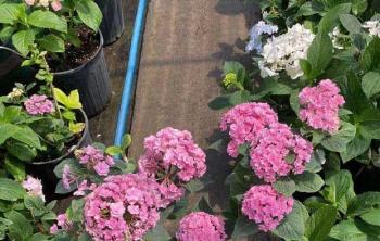 廣東适合種繡球花嗎