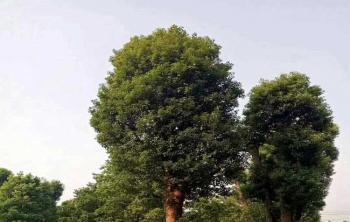 湖南11月份合适種花木嗎