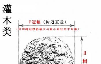 苗木D和(hé / huò)P是(shì)什麽意思
