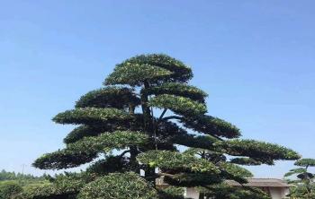 羅漢松可以(yǐ)種在(zài)庭院嗎