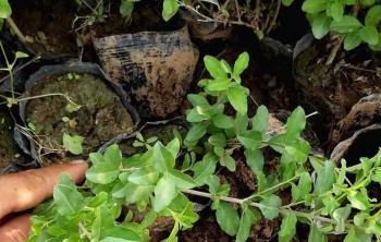 小葉女貞種植密度是(shì)多少