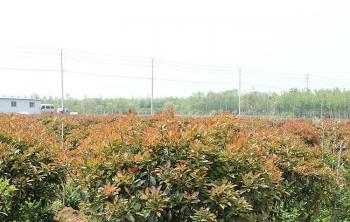 紅葉石楠多少錢一(yī / yì ／yí)平方米