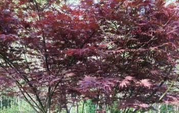 日本紅楓美國(guó)紅楓中國(guó)紅楓哪家紅