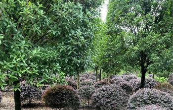紅繼木球冠幅通常是(shì)多少