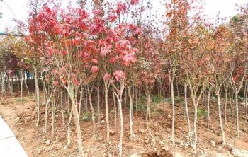 5公分的(de)紅楓多少錢一(yī / yì ／yí)棵？