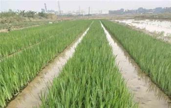 哪裏有鸢尾花種植基地(dì / de)