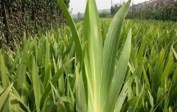 廣西可以(yǐ)栽植鸢尾花嗎