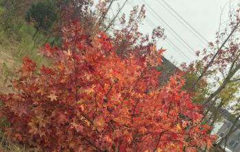 紅楓爲(wéi / wèi)啥有的(de)樹杆是(shì)紅色的(de)