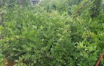高溫環境是(shì)否适合種植紫藤花？