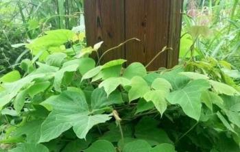 葛花樹與紫藤有什麽區别？